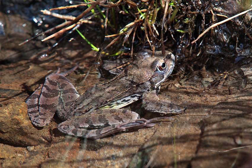 Rana dalmatina? Rana temporaria